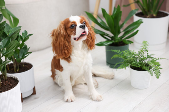Cute dog and green houseplants at home