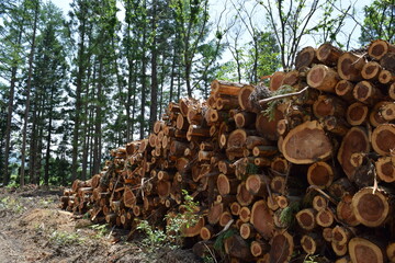 切り出された杉の丸太 山形県庄内