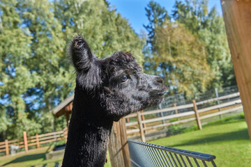 Fototapeta premium Beautiful portrait of a curious alpaca.