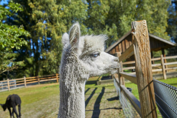 Fototapeta premium Beautiful portrait of a curious alpaca.