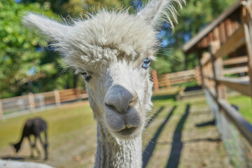 Fototapeta premium Beautiful portrait of a curious alpaca.