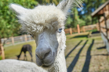 Fototapeta premium Beautiful portrait of a curious alpaca.