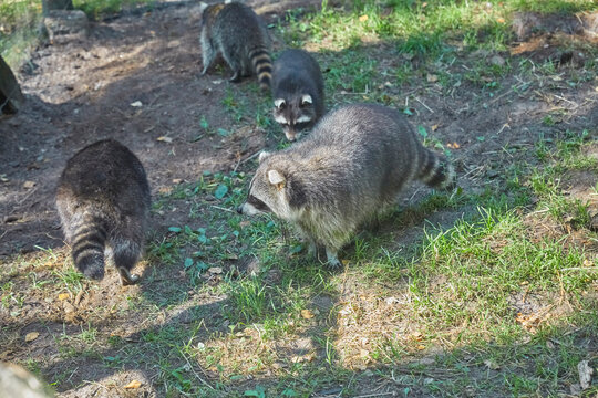 Cute raccoon family in the animal enclosure.