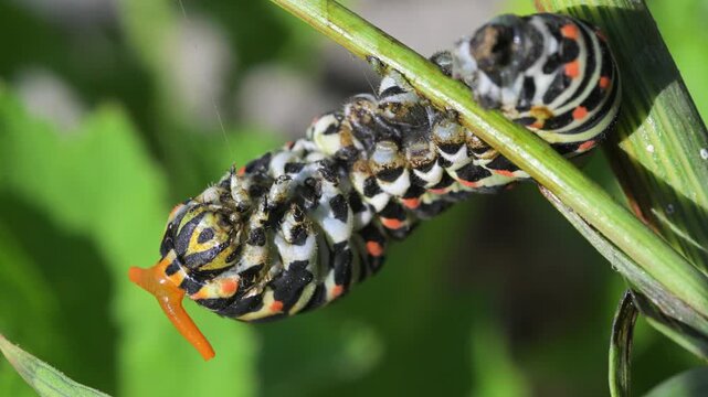 Swallowtail caterpillar with Osmeterium everted for defensive purposes, Papilio machaon, close-up, Cogne, Gran Paradiso National Park, Italy, Osmeterium, caterpillar, swallowtail, butterfly,