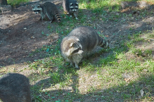 Cute raccoon family in the animal enclosure.
