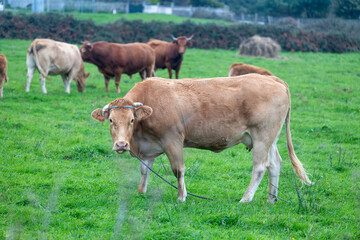 Fototapeta premium Blonde d'aquitaine cow looking at camera in pasture