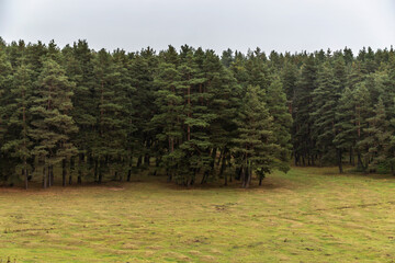 The forests of Bolu are mixed deciduous and coniferous forests. © Ali Kemal