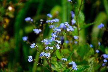 kwitnąca brunera, Brunnera macrophylla, Siberian bugloss, great forget-me-not, largeleaf brunnera, heartleaf © kateej