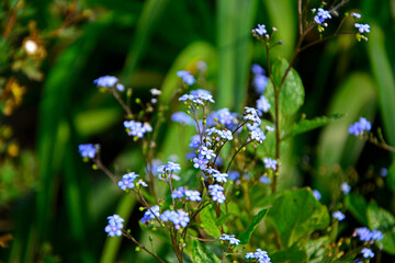 kwitnąca brunera, Brunnera macrophylla, Siberian bugloss, great forget-me-not, largeleaf brunnera, heartleaf © kateej