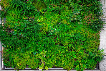Zielona ściana z roślinami, wertykalny ogród , Green wall with different plants, vertical garden © kateej