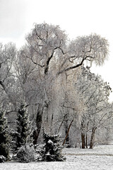 zimowy krajobraz z ośniezonymi choinkami, ośniezone świerki i drzewa w parku zimą, winter landscape with snow-covered spruces,Snow-covered fir trees in the park in winter