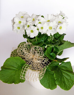 pierwiosnek kubkowaty, pierwiosnek pokojowy, prymulka pokojowa (Primula obconica), Primula Obonica in a pot