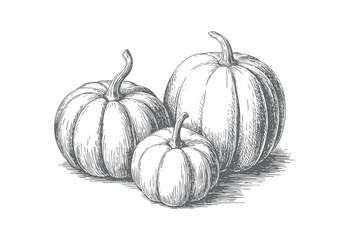 Pumpkin vintage botanical illustration in classic hand drawn engraving style.