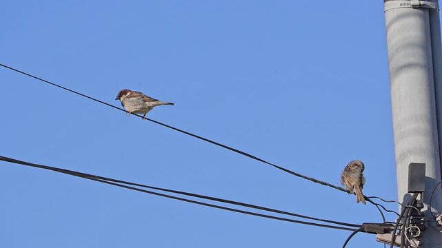 Pardal, a small sparrow on a telephone wire in a city in Brazil, 4k, selective focus.