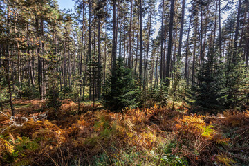 The Aladağ forests in Bolu are among the richest forests in our country.