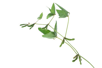 Soybean plant stems with pods and beans, with green leaves isolated on white background. Natural agricultural element for organic food design, agriculture, protein nutrition, branding.