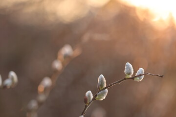 particolare di salice in inverno al tramonto © Simona