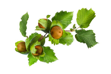 Fresh hazelnuts in green husk with brown hard shell on a branch with leaves isolated on transparent...