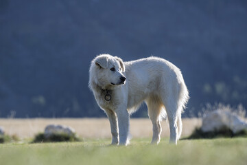 Obraz premium Portrait of a Cane da Pastore Maremmano-Abruzzese (Maremma Sheepdog) in the Gran Sasso e Monti della Laga National Park, Abruzzo, Italy.