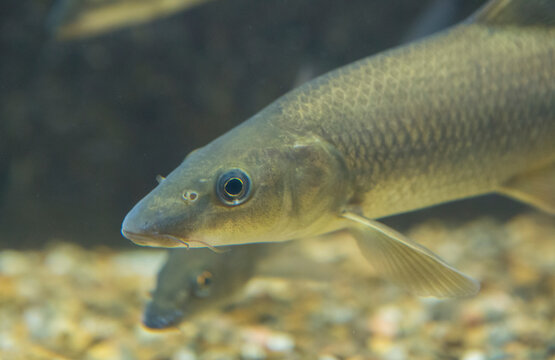 Luciobarbus bocagei, barbo comun or common barbel