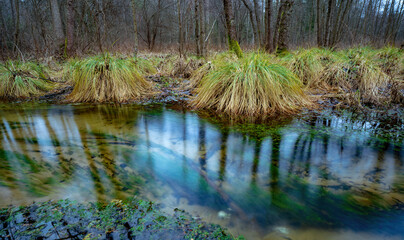 Forest stream with clear water reflecting bare trees and riverside grasses in December in Lithuania