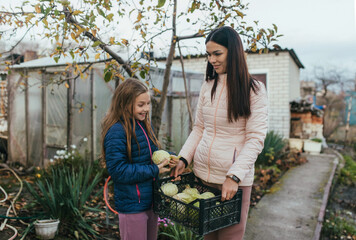 Photograph, portrait of a child, teenage girl, daughter and young woman mother in the garden in autumn with a harvest of many green cabbage in a box.