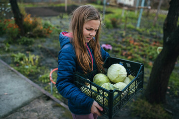 Photograph, portrait of a child, a teenage girl in a garden in autumn with a harvest of many green cabbages in a box.