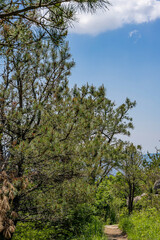 Pine Tree Forest Path Blue Sky Summer Day