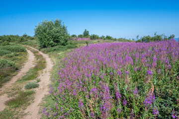 Obraz premium Belasitsa Mountain around Kongur peak, Bulgaria