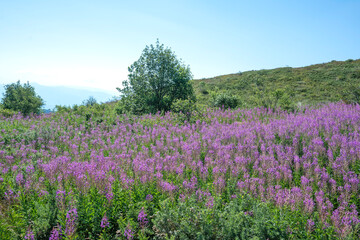 Obraz premium Belasitsa Mountain around Kongur peak, Bulgaria