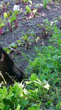 In rural garden two dogs dig deep hole in soil one older grumpy dog and one small puppy with another joining playful funny countryside animal behavior moment.