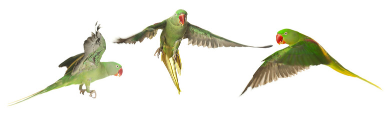 Collection of bright parrot flying on white background. Alexandrine parakeet © New Africa