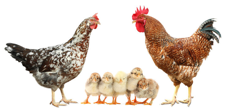 Rooster, hen and chicks on white background. Animal family