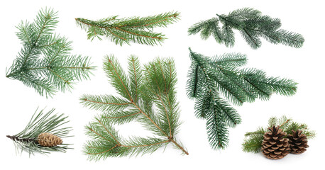 Fir tree branches and cones isolated on white, set © New Africa