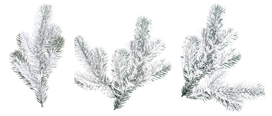 Fir tree branches isolated on white, set © New Africa