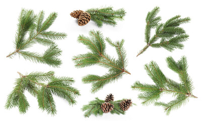 Fir tree branches and cones isolated on white, set © New Africa