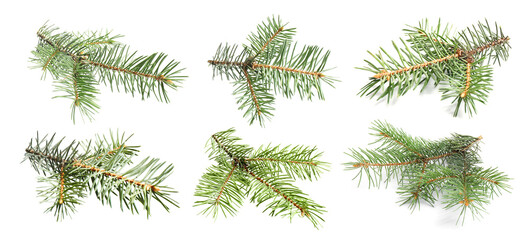 Obraz premium Fir tree branches isolated on white, set