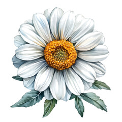 watercolor vector of Leucanthemum Flower, isolated on a white background.