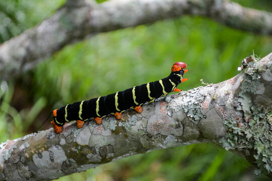 Insecta
