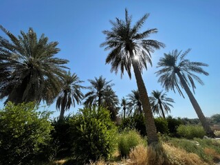 Obraz premium palm trees sunny day
