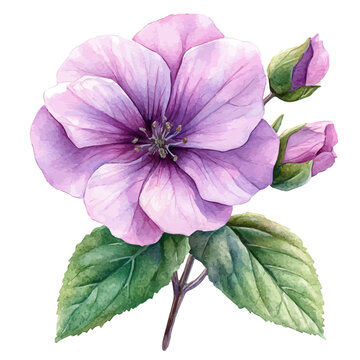 watercolor vector of Lavatera Flower, isolated on a white background.
