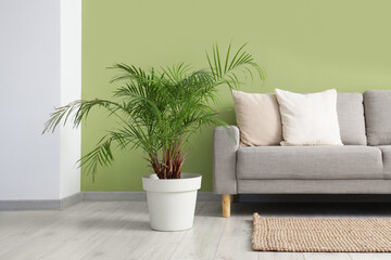Interior of living room with grey sofa and palm plant