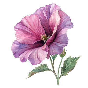 Lavatera Flower, watercolor illustration vector, isolated on a white background.
