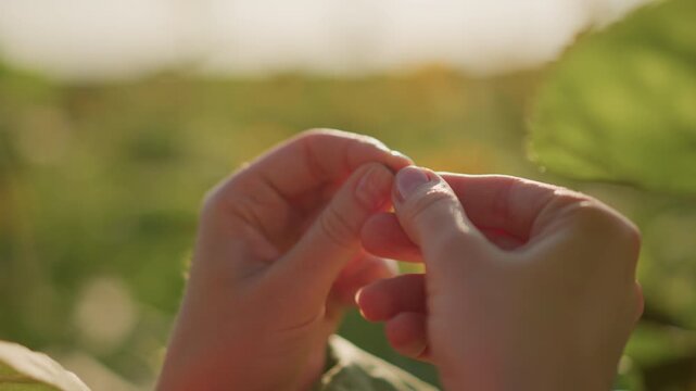 closeup hands holding seed in sunlit field, gardener carefully pinching seed from pod, botanist inspecting texture, farmer saving heirloom seed, herbalist preparing sample, homesteader practicing