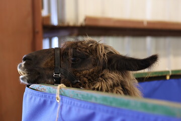 Naklejka premium llama at fair