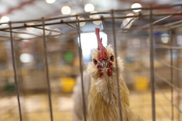 chicken in a cage