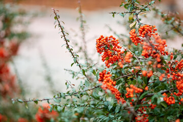 Bush with red berries is in full bloom