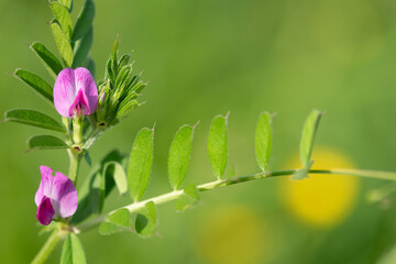 Obraz premium Close up of common vetch (vicia sativa) flowers in bloom