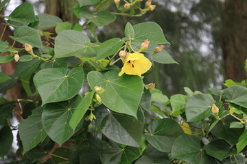開花した黄色いオオハマボウの花と緑の葉