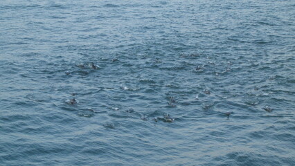 Fototapeta premium Large pod of wild dolphins swimming and splashing in the open ocean